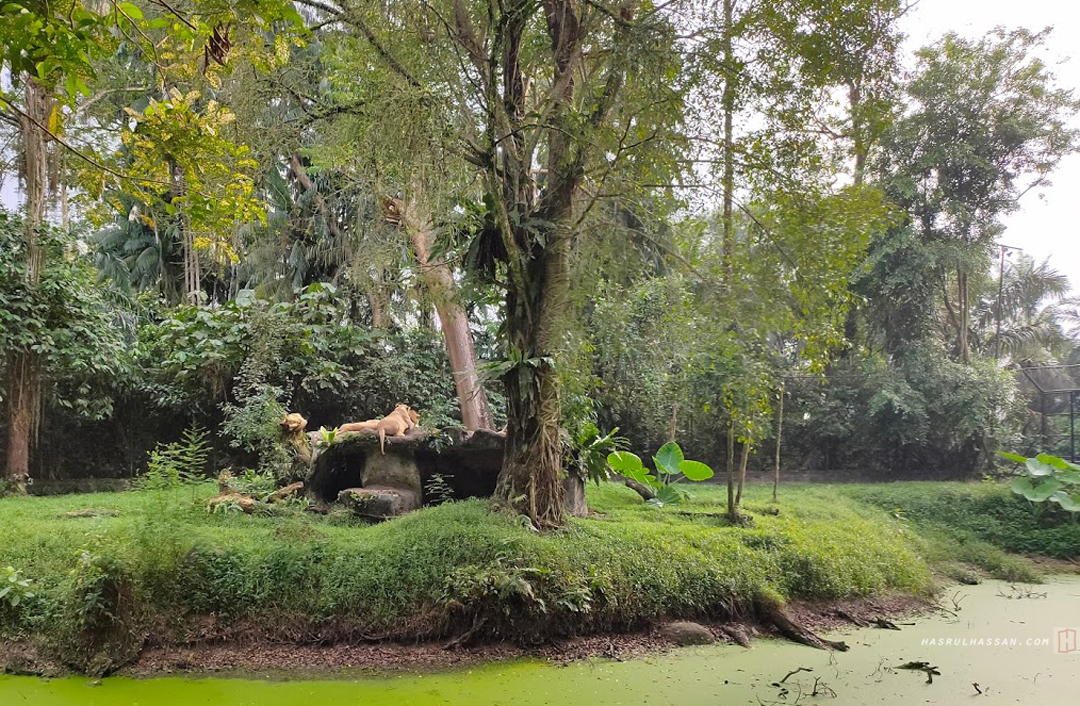 Singa Afrika di Zoo Taiping