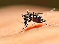 INFO KESEHATAN - Cara Menghilangkan Rasa Gatal Akibat Gigitan Nyamuk Terbaru
