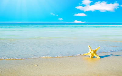  animal, aquatic, beach, closeup, cloud, cloudscape, coast, coastline, concept, copy, day, decoration, fish, fishing, hot, landscape, marine, mollusk, nature, nautical, nobody, ocean, paradise, postcard, red, relax, relaxation, resort, romantic, sand, sandy, scenic, sea, shell, shore, star, starfish, studio, summertime, sunlight, sunset, sunshine, surf, texture, vertical, water, waves, weather, wet, white