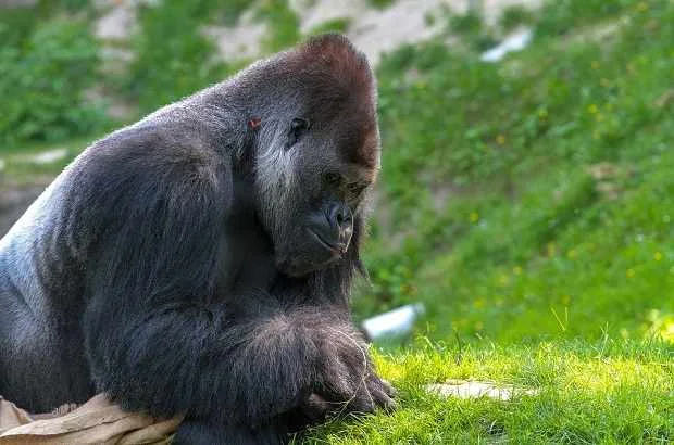 Eastern lowland gorilla