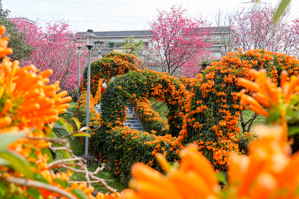 新北鶯歌永吉公園炮仗花櫻花爭奇鬥艷，兒童遊戲區多種設施好好玩