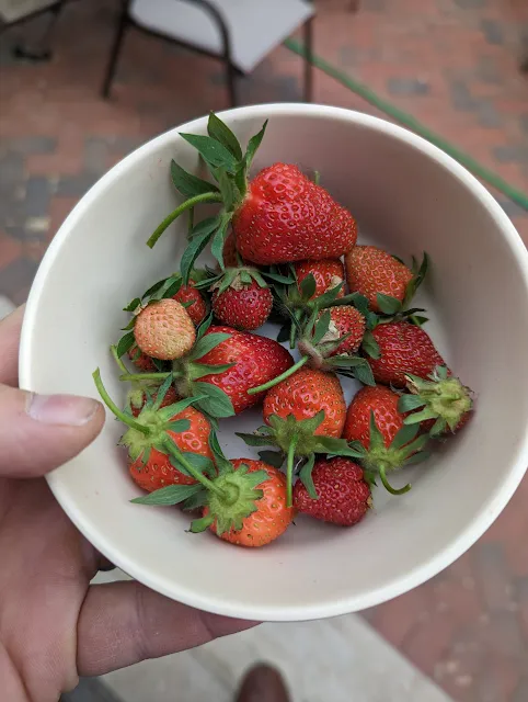 June Bearing All-Star Strawberries