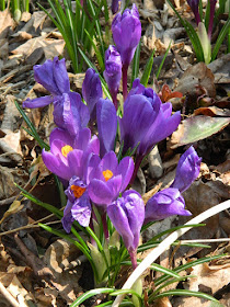 Crocus tommasinianus Ruby Giant at Toronto Botanical Garden by garden muses-not another Toronto gardening blog