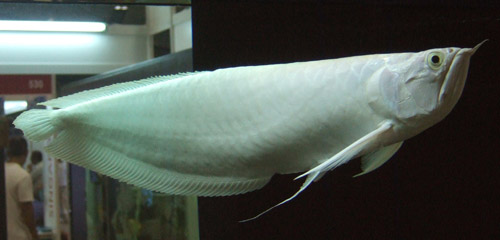 AROWANA COM SILVER AROWANA 