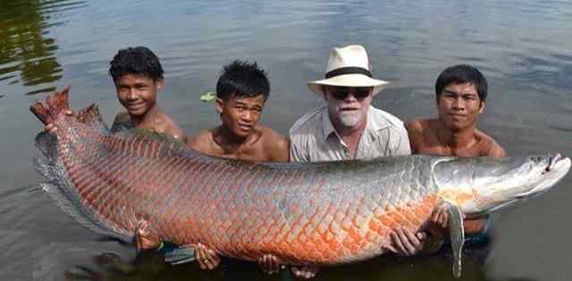 ikan arapaima raksasa