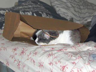 Spackle Puss (the cat) 18 (in a bag on a bed 2012)