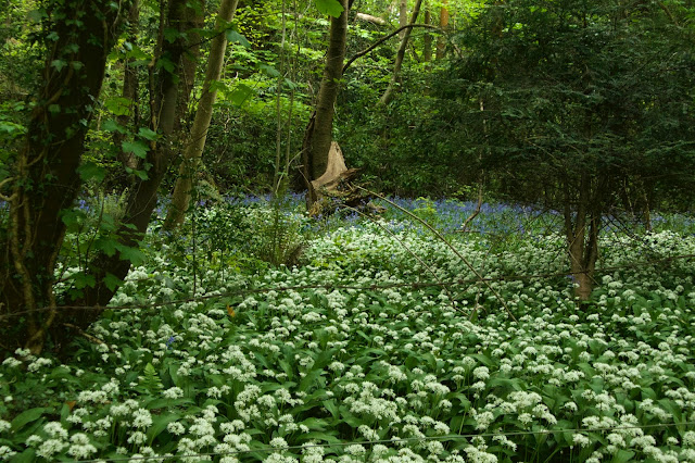 wild garlic and bluebells