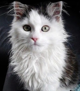 pictures.pictures of the most cutest cat in the world.prettiest cat in the world..the most photogenic cat in the world..the most expensive cat in the world.the most popular cat in t most beautiful cats 2021-prettiest cat in the world