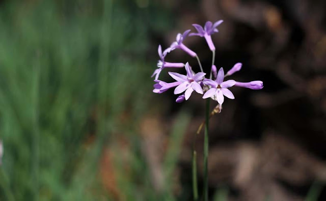 Society Garlic Flowers Pictures