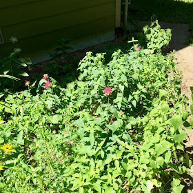 bergamot starting to bloom in front garden