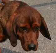 Alpine Dachsbracke