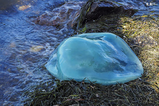 Медуза ропилема съедобная (Rhopilema esculentum)