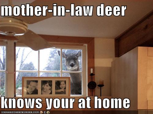 funny-pictures-mother-in-law-deer.jpg