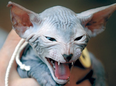 Kucing teraneh di dunia:gambar-gambar aneh