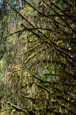 Spruce Nature Trail, Olympic National Park