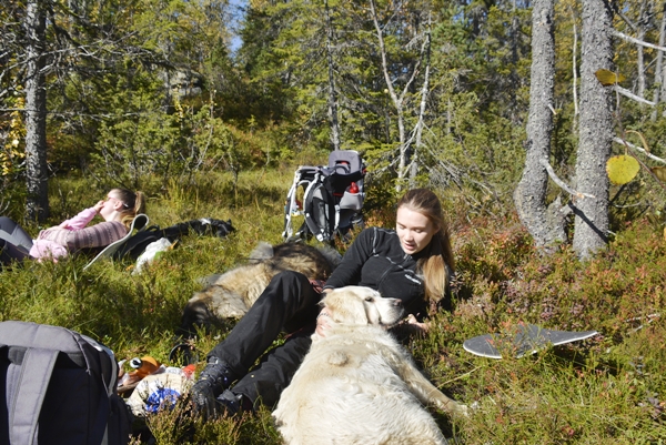 kollsjøen urdevasselva