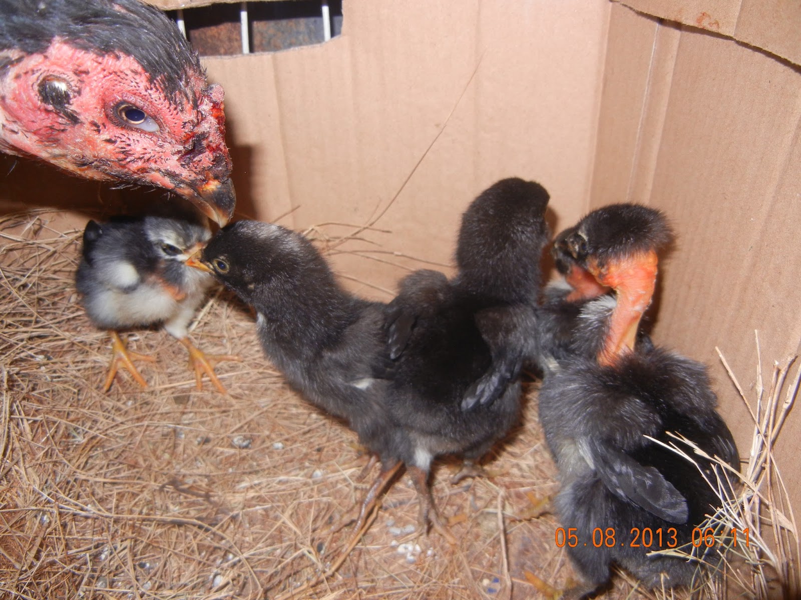 AYAM KINABALU: INDUNG IMPORT JANGGUT ( OSAMA ) DAN 5 ANAK ...