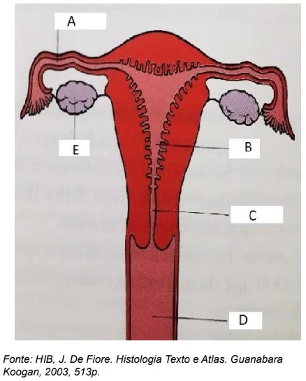 Na imagem que segue, estão representados alguns destes órgãos. Analise a imagem, leia as afirmativas e identifique a alternativa INCORRETA.