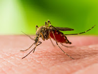 Russia warns of increase in cases of West Nile Virus.