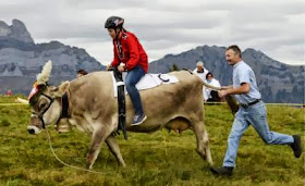 SWITZERLAND CURIOSITIES COW RACE