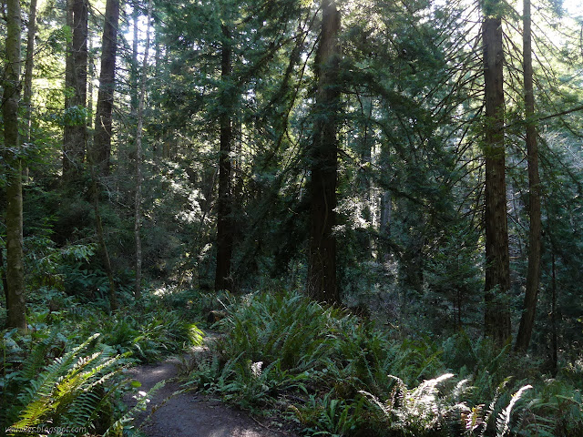 excursion among the trees