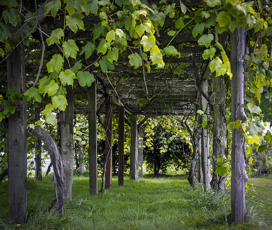 grape arbor pergola plans