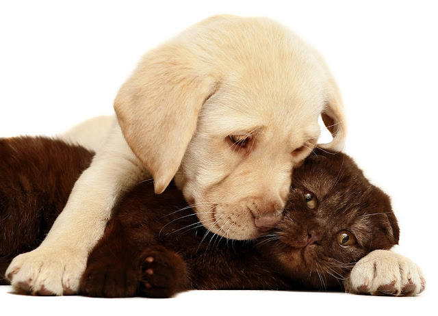 puppy love,puppy hug, black cat