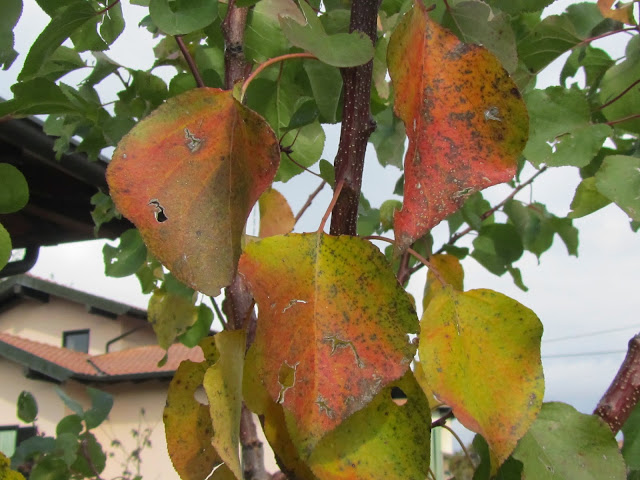 Foglie albicocco in autunno