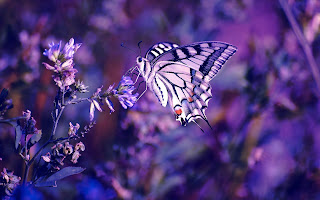 Wallpapers de Mariposas