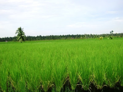 Real Indonesia in Riau