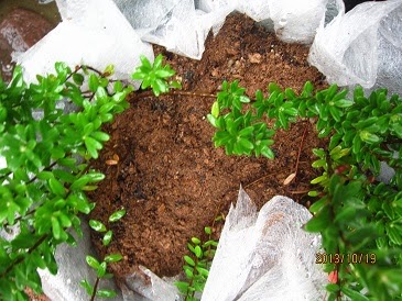 絶対枯れない 鉢植えクランベリーの育て方 おいしい鉢植え果樹の栽培育て方 自宅を果樹園に 絶対枯れない 鉢植えクランベリーの育て方 おいしい鉢植え果樹の栽培育て方 自宅を果樹園に