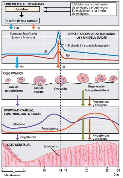 como puedo quedar embarazada teniendo el diu