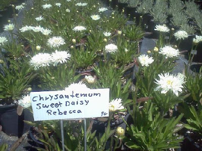 Leucanthemum Rebecca