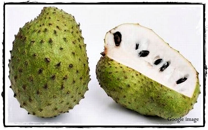 SudipVSsenduk: Durian Belanda - Penawar Kanser