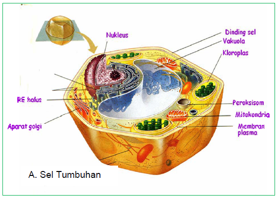 My biology Sel  dan  Struktur Sel  Prokariote dan  Eukariote 