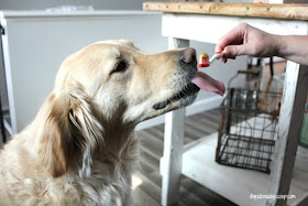 golden retriever with homemade dog toothpaste