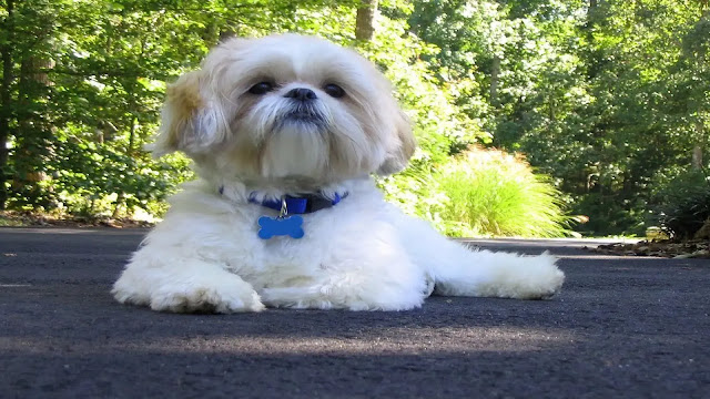 Shih Tzu