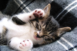 cute cat Cat cute cats fanpop wallpaper funny kittens chat orange
spring fails tabby kitten