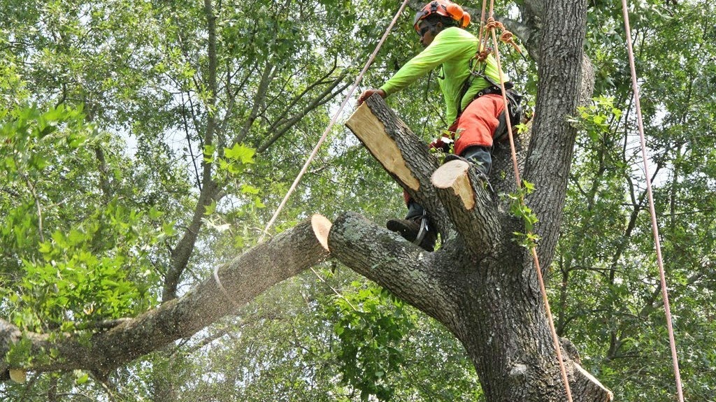 Arborist - Cut Tree Service