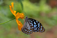 Tirumala limniace