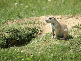 Chien-de-prairie à queue noire - Cynomys ludovicianus