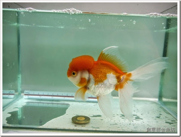 創意眼金魚坊 專營精緻金魚 特殊金魚 買金魚 找金魚 賣金魚請來專業金魚水族館 金魚專賣店 金魚專門店 歡迎有開店時間現場參觀 進魚快訊 新進魚隻種類價格