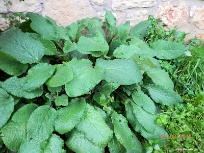 Μπόραγκο-Borago officinalis