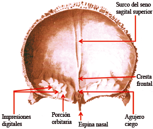 hueso frontal