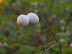 snowberries?