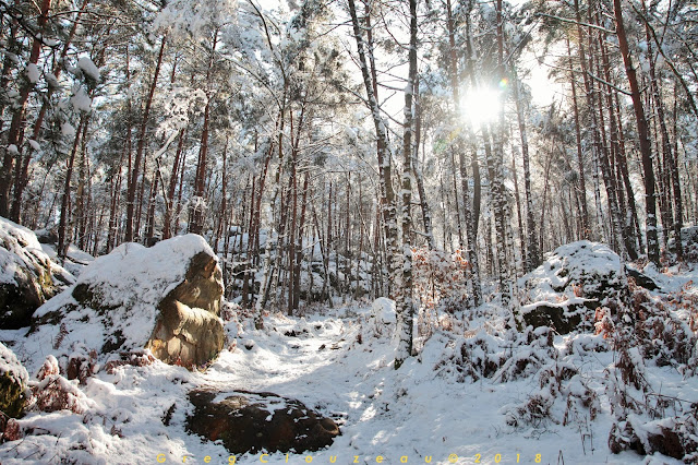 Hiver 2018 dans les Gorges d'Apremont, Fontainebleau, Barbizon