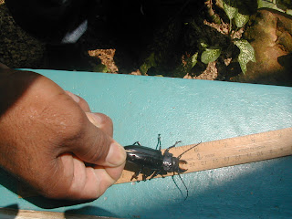 beetle, Honduras