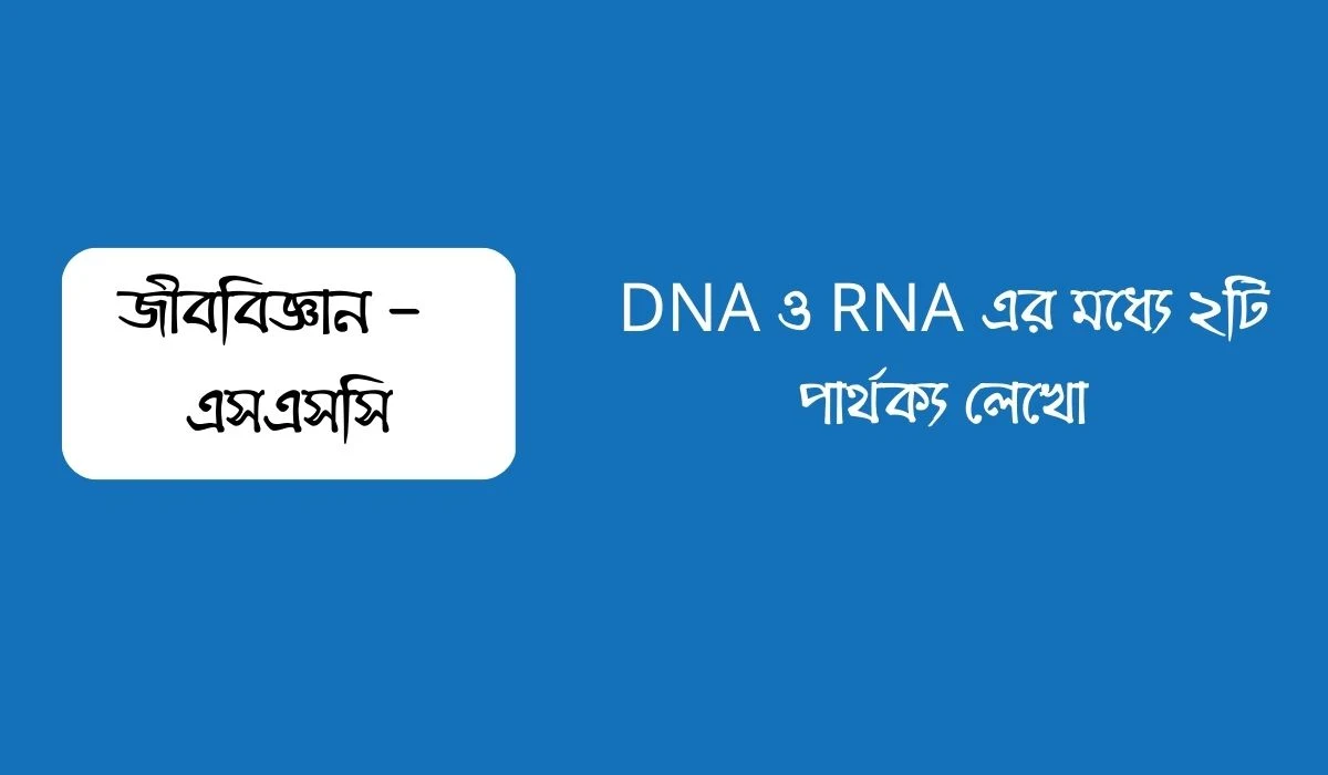 DNA ও RNA এর মধ্যে ২টি পার্থক্য লেখো