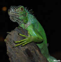 Iguana verde