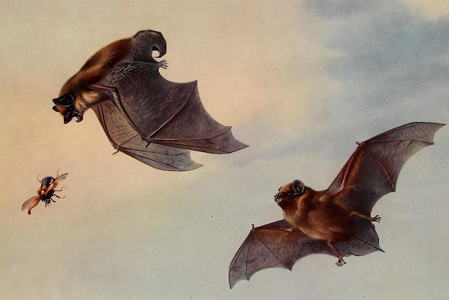 Dos murciélagos hortelanos (Eptesicus serotinus) cazando a un escarabajo.